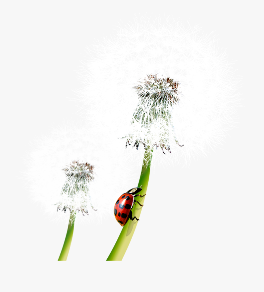 Taraxacum Platycarpum Clip Art - Close-up, Transparent Clipart