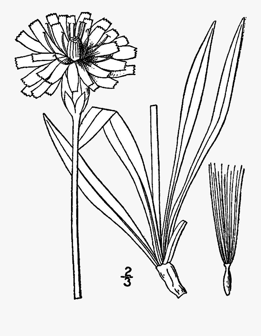 Transparent Dandelion Clipart Black And White - Agoseris Drawing, Transparent Clipart