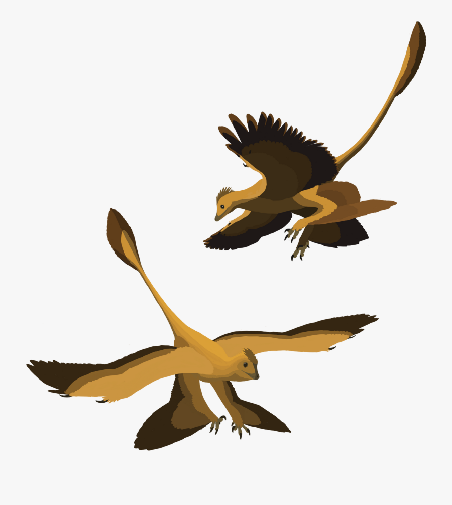 Art Of Emily Willoughby - Microraptor Pose, Transparent Clipart