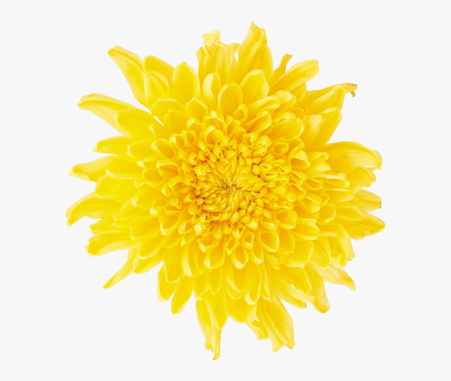 Dandelion Png - Yellow Daisy Flower Png, Transparent Clipart