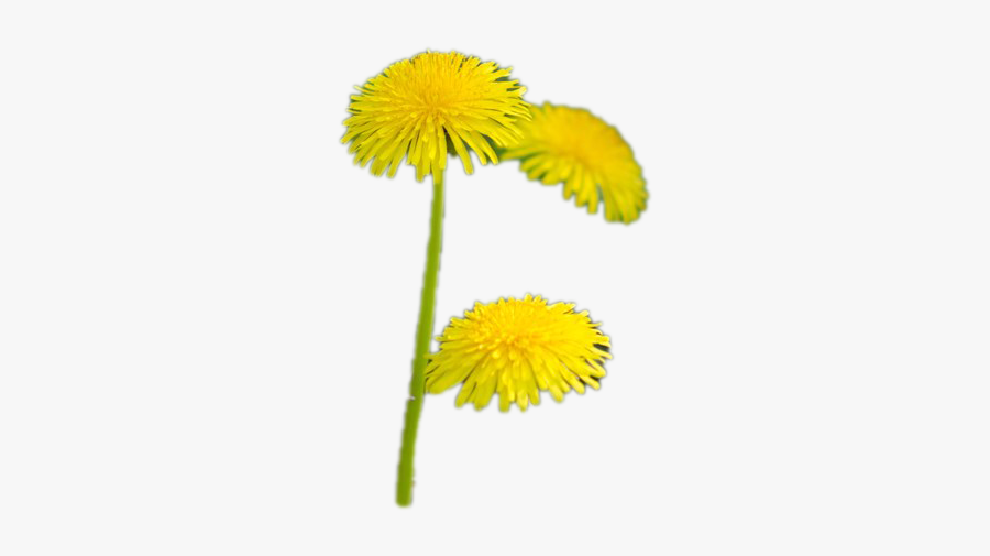 Dandelion Png Photo Image - Dandelion, Transparent Clipart