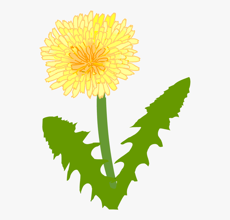 Transparent Dandelion Clipart Png 西洋 タンポポ イラスト Free Transparent Clipart Clipartkey Transparent Dandelion Clipart Png 西洋 タンポポ イラスト Free Transparent Clipart Clipartkey