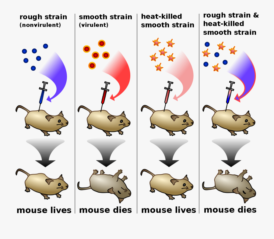 Griffith - Avery Macleod And Mccarty, Transparent Clipart