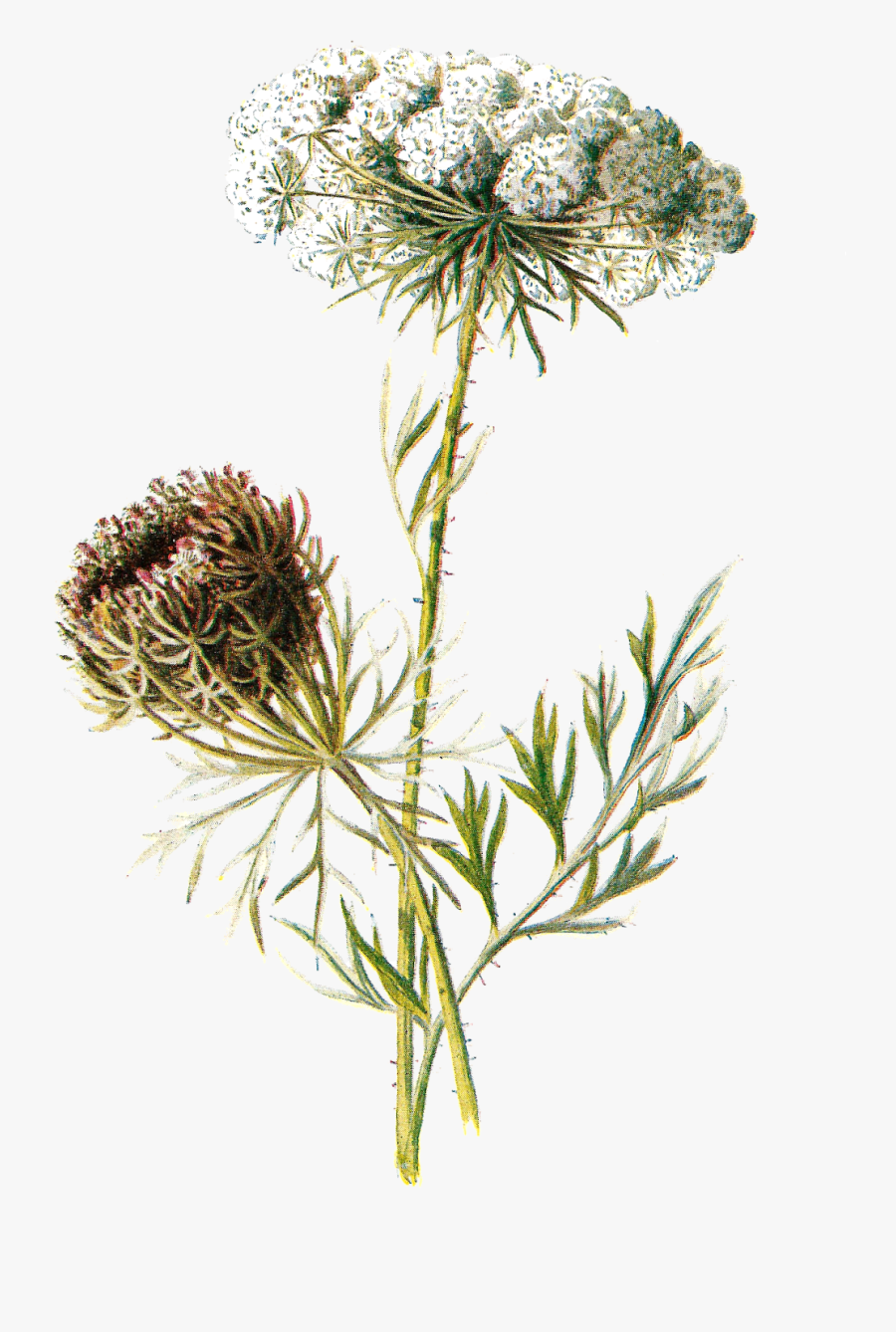 Clip Art Dandelion Vintage - Wildflower Png No Background, Transparent Clipart