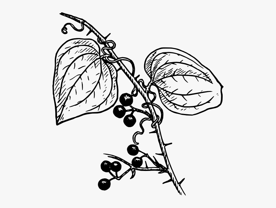 Berry Plant Drawing, Transparent Clipart