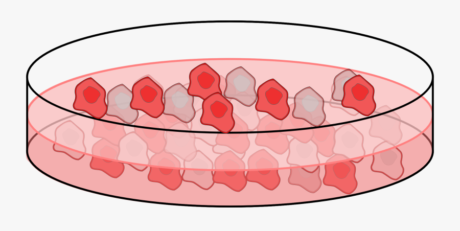 Image Transparent Download Cell Biology Clipart - Cells In Petri Dish, Transparent Clipart