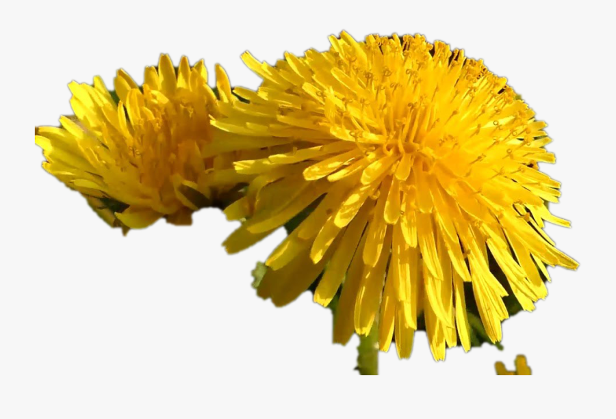 Dandelion, Transparent Clipart