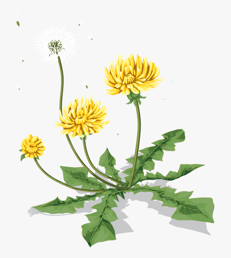 Dandelion Png - Dandelio Transparent, Transparent Clipart