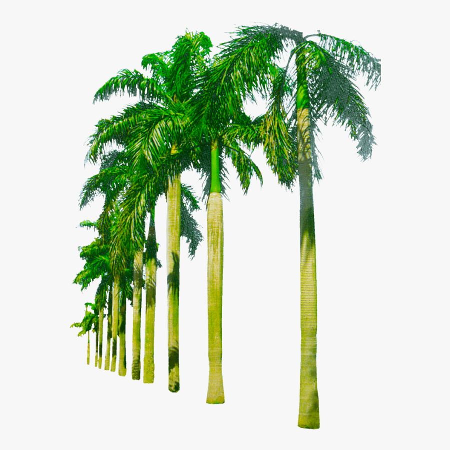 Transparent Palm Tree Silhouette Clipart No Background - Palm Tree Png Transparent, Transparent Clipart