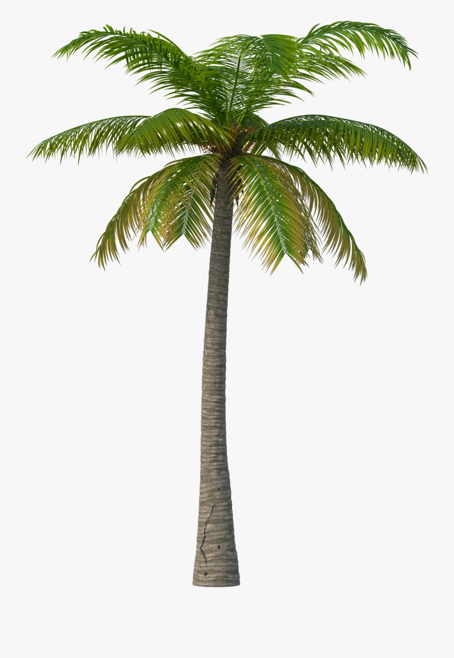 Palm Tree Clipart Transparent Background, Transparent Clipart