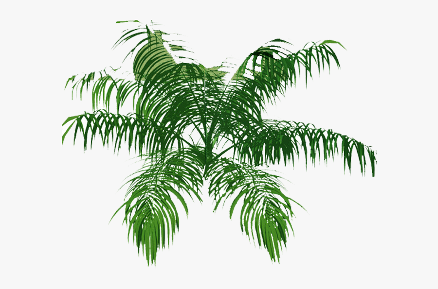 Explore Tree Plan, Palm, And More - Palm Tree Png Hd Plan, Transparent Clipart