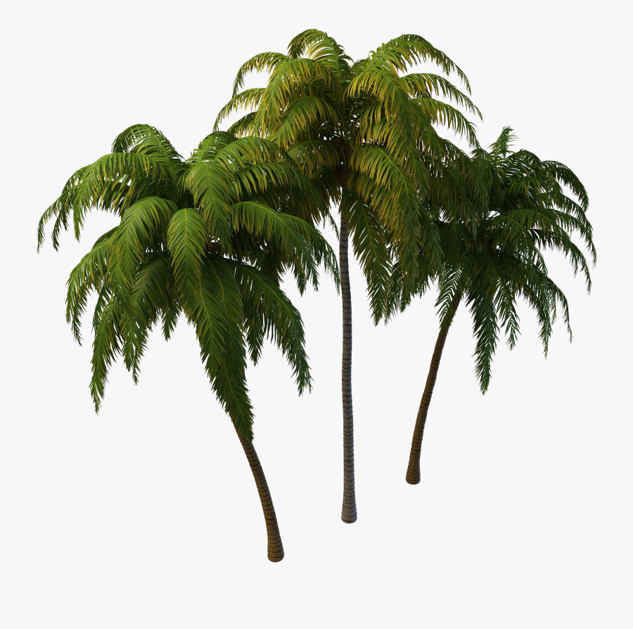 Tree Png Free Download - Coconut Tree Plan Png, Transparent Clipart