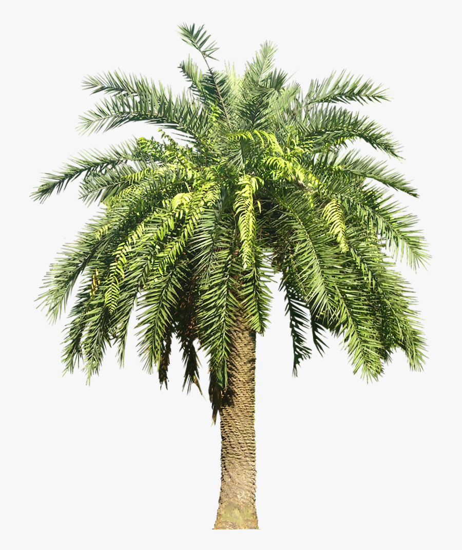 Dates Palm Tree Png, Transparent Clipart