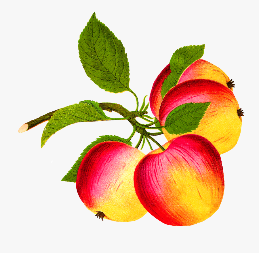 Fruits Clipart Victorian - Food, Transparent Clipart