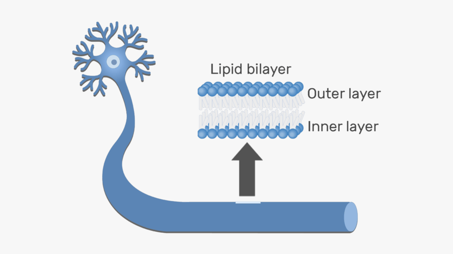 An Image Showing The Lipid Bilayer Of The Axon Of Neuron - Illustration, Transparent Clipart