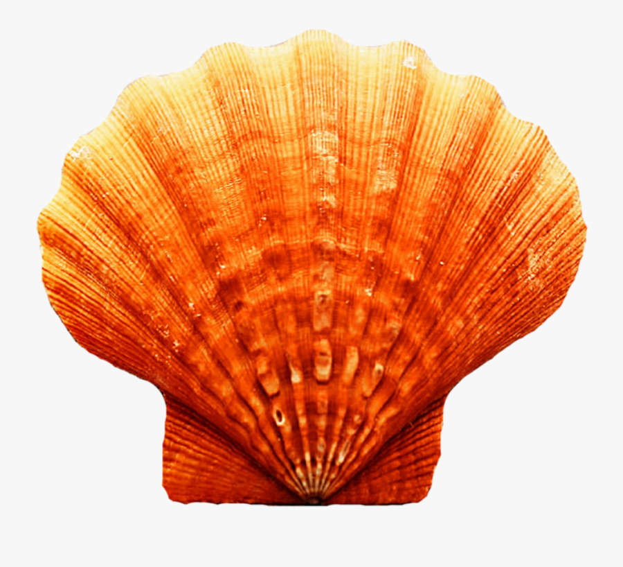 Seashell Transparent Image - Scallop Orange Seashell, Transparent Clipart