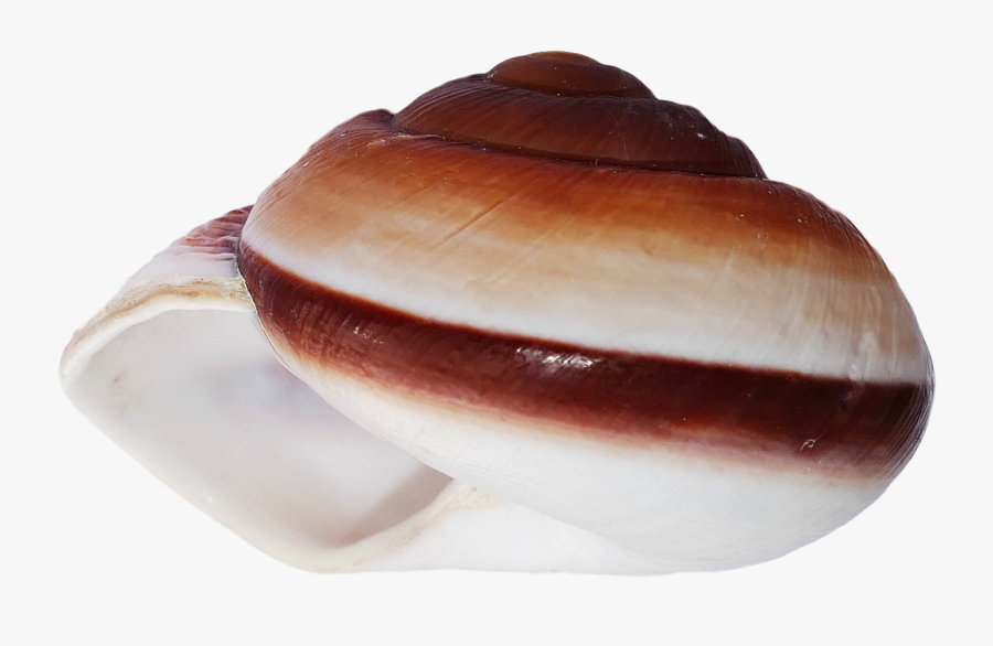 Shell, Transparent Clipart