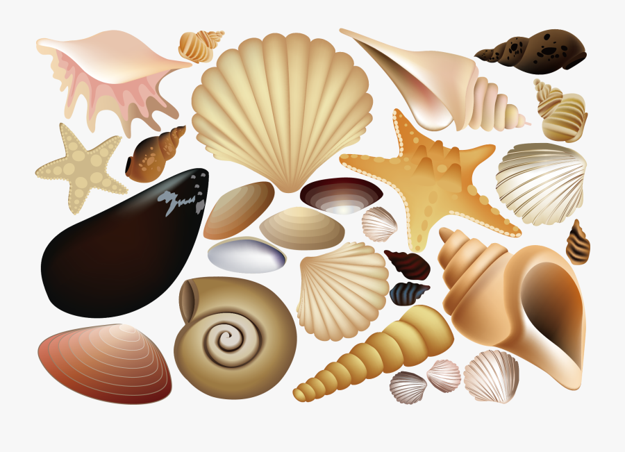 Seashell Euclidean Vector Illustration Shellfish Shells - Shells Vector, Transparent Clipart
