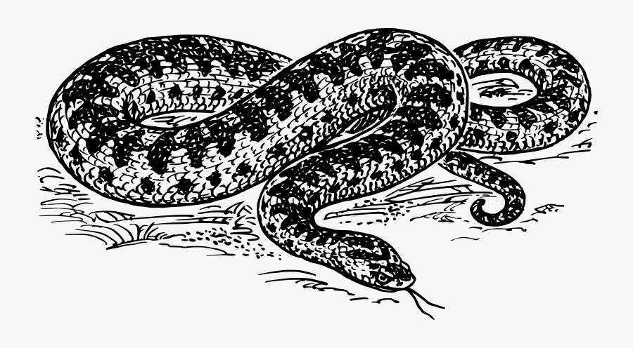 Free Adder - Anaconda Black And White, Transparent Clipart