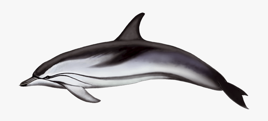 Striped Dolphin Png, Transparent Clipart