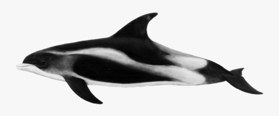 Oceanviewer - Lagenorhynchus Albirostris Png, Transparent Clipart