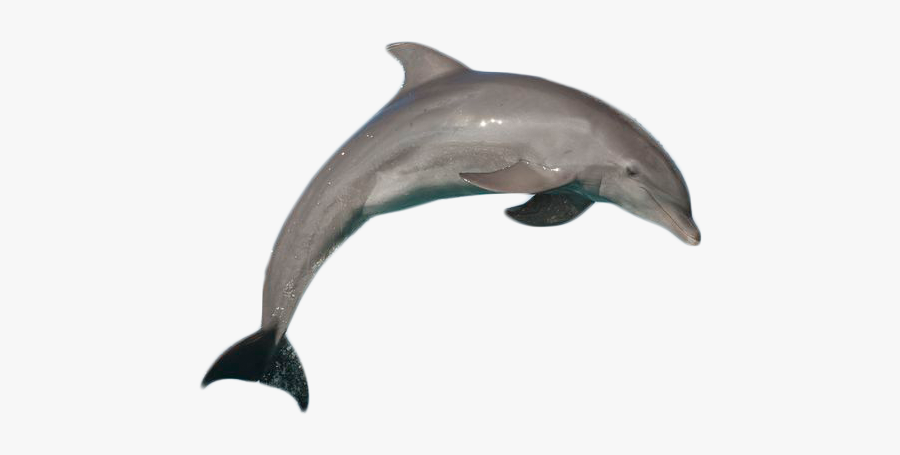 Dolphin Clipart Bottlenose Dolphin - Real Dolphin Transparent Background, Transparent Clipart