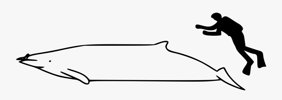 Whale, Transparent Clipart