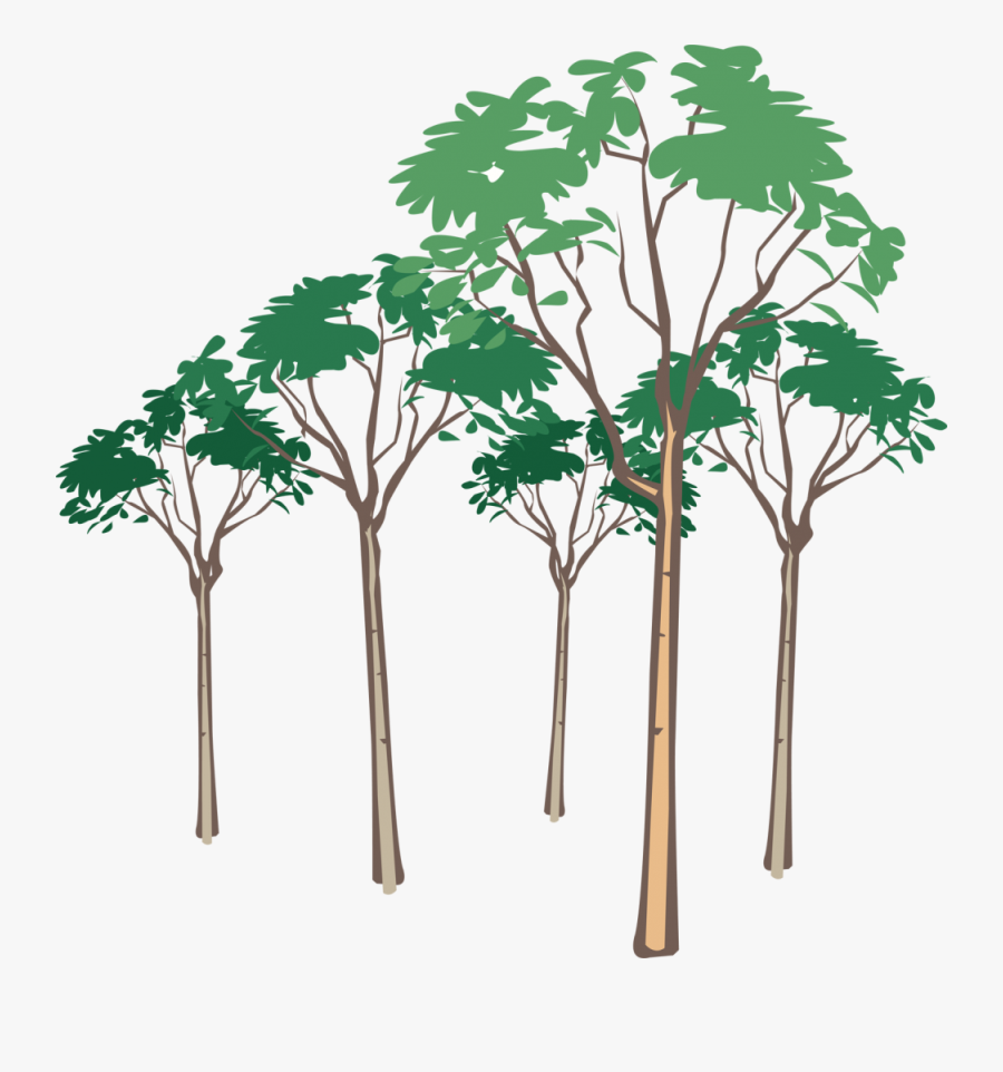 Transparent Green Tree Clipart - Conduction Convection Radiation Evaporation For Animal, Transparent Clipart