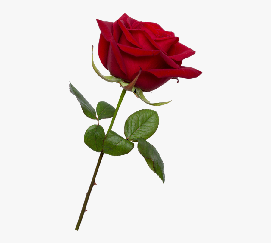 Single Rose Png - Transparent Transparent Background Rose Png, Transparent Clipart