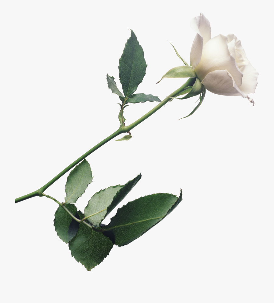 White Rose Png Image, Flower White Rose Png Picture - Transparent Background White Rose Png, Transparent Clipart