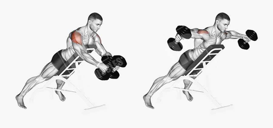 Incline Rear Lateral Raises, Transparent Clipart