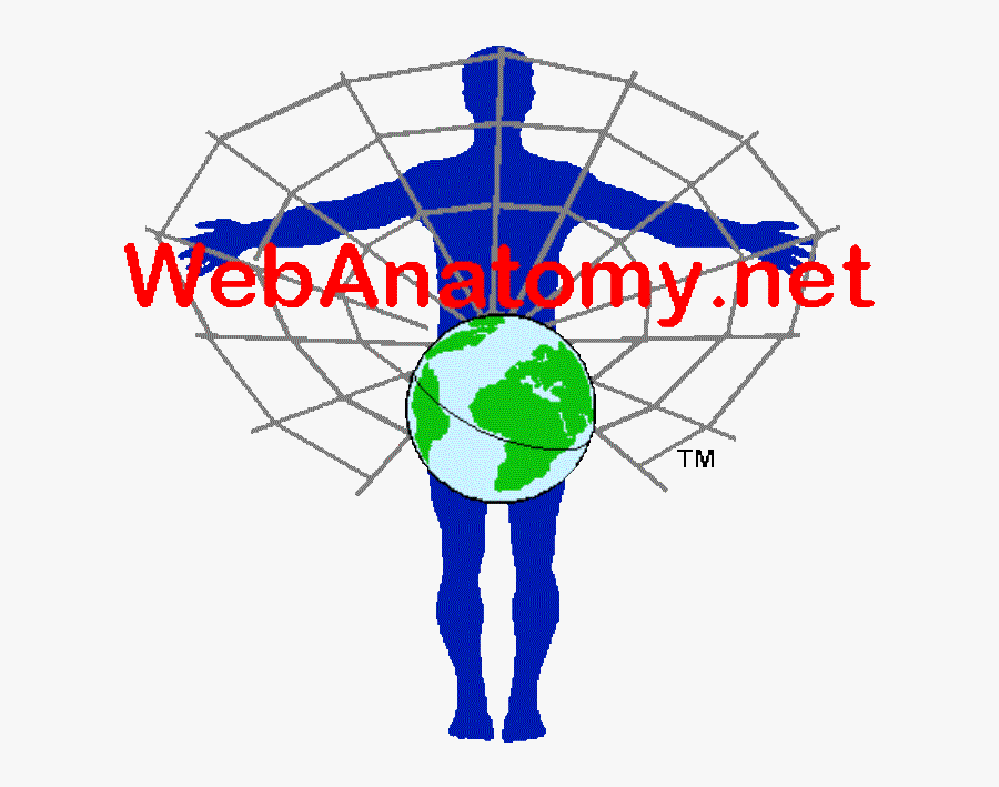 Online Anatomy And Physiology Resources School Pinterest - Earth, Transparent Clipart
