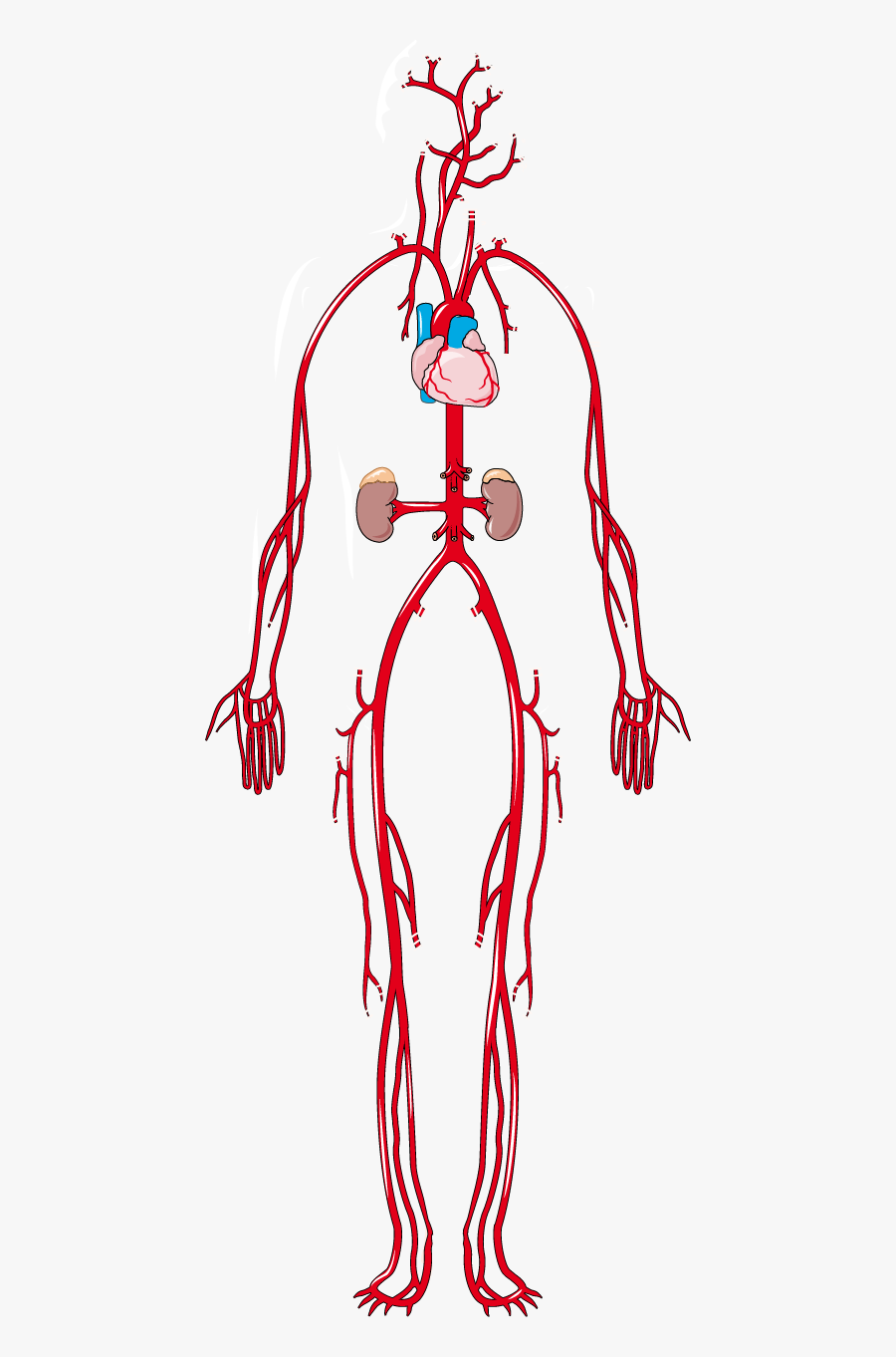 Arterial Circulation, Transparent Clipart