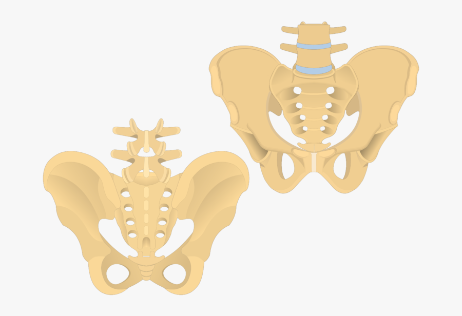 Sacrum And Coccyx - Illustration, Transparent Clipart
