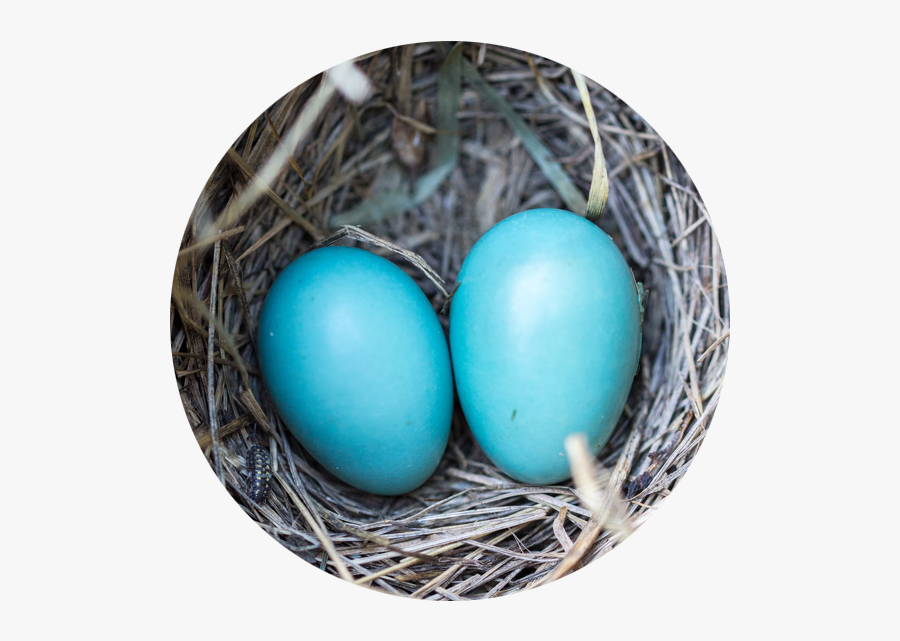 Egg Of Birds , Transparent Cartoons - Bird Egg, Transparent Clipart