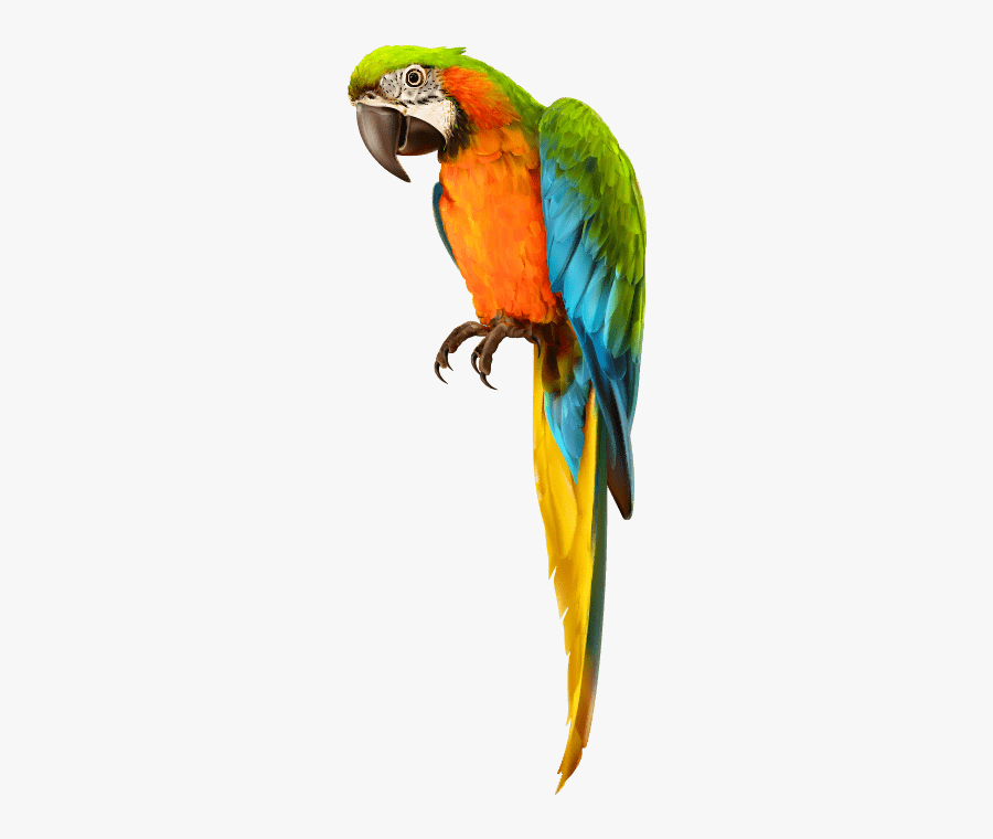 #parrot #bird #pirate #shoulder #pirates #dressup #costume - Parrot, Transparent Clipart