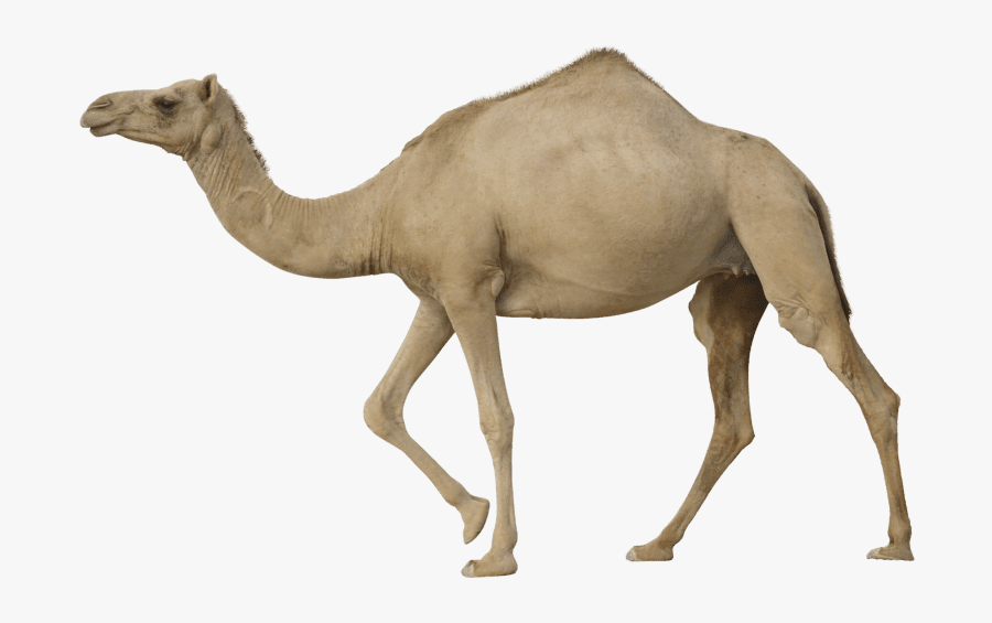 Camel Png, Transparent Clipart