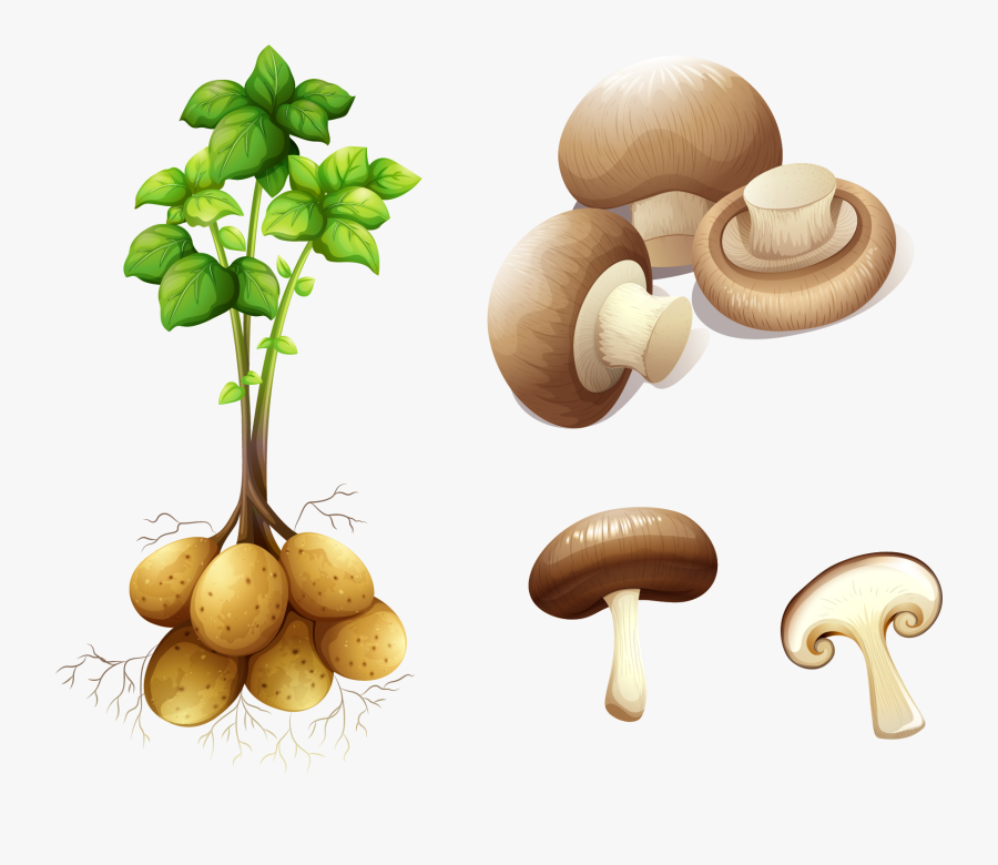 Potato Plant Stem Royalty-free Clip Art - Potato Is A Stem, Transparent Clipart