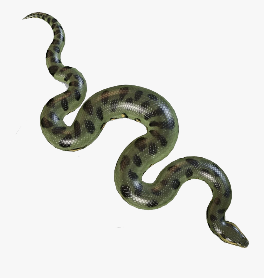 Anaconda Png Transparent Images - Anaconda Png, Transparent Clipart