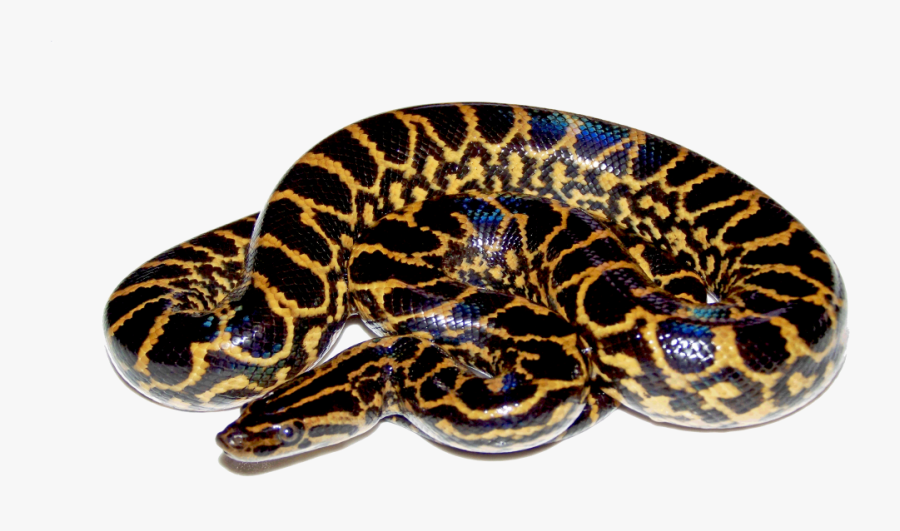 Anaconda Png, Transparent Clipart