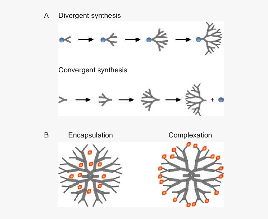 Divergent And Convergent Strategies For The Synthesis, Transparent Clipart