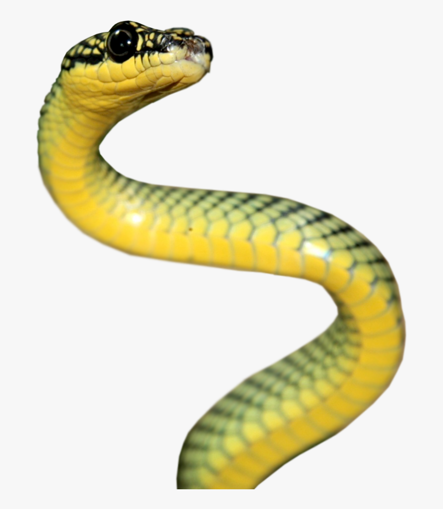 Rattlesnake Reptile Vipers Elapidae - Serpent Png, Transparent Clipart