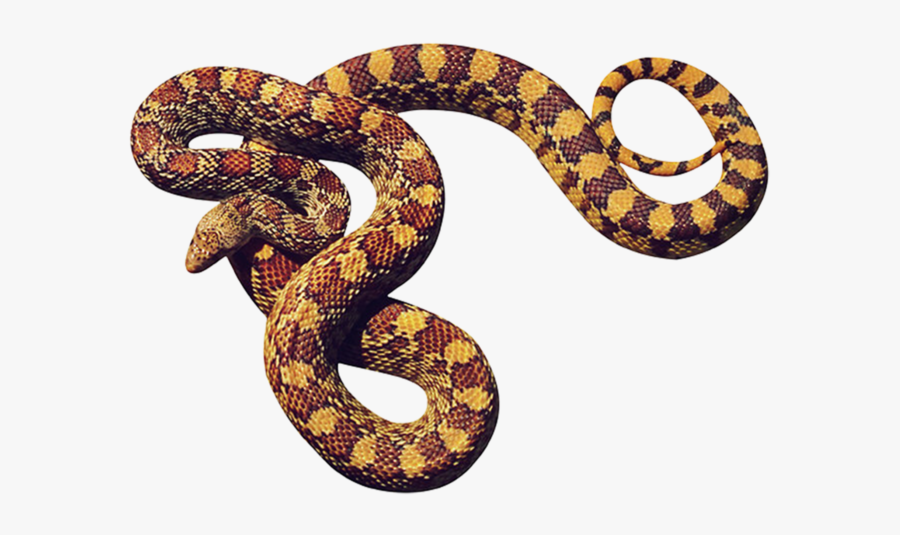 Cobras Em Png, Transparent Clipart