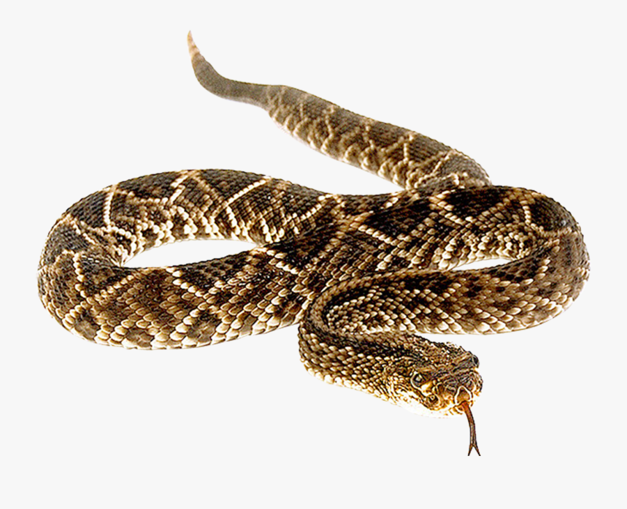 Download Rattle Snake Png / Rattlesnake rat snake png, clipart ...