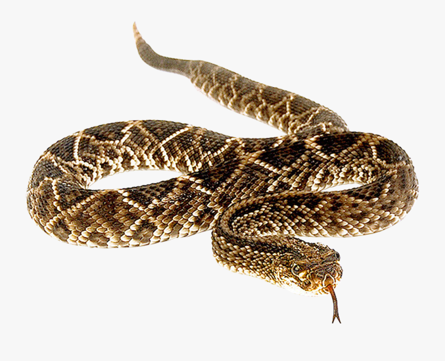 Snakebite Anaconda Vipers Venomous Snake - Rattlesnake Png, Transparent Clipart