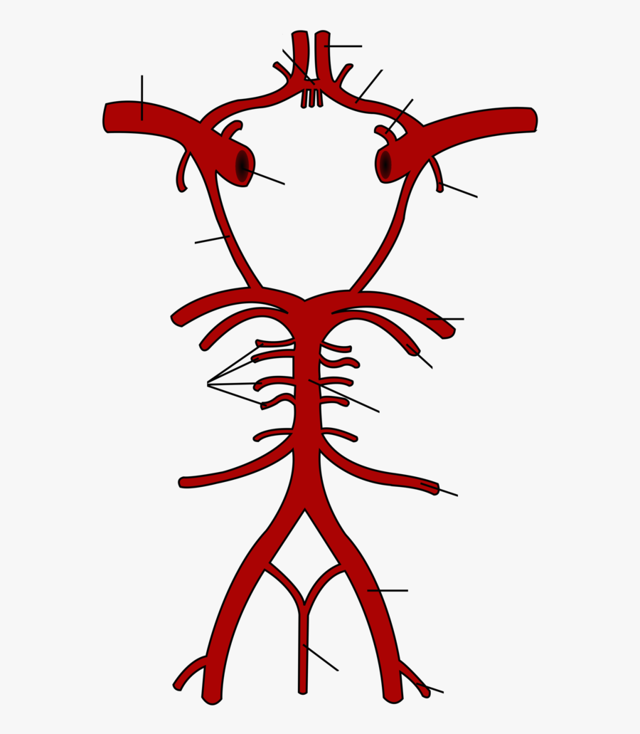 Common Carotid Artery - Circle Of Willis Unlabelled, Transparent Clipart