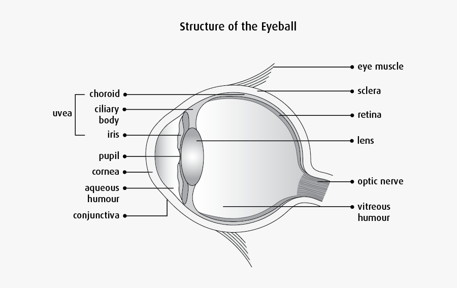 Eye Muscle Png - Clear Structure Of Eye, Transparent Clipart
