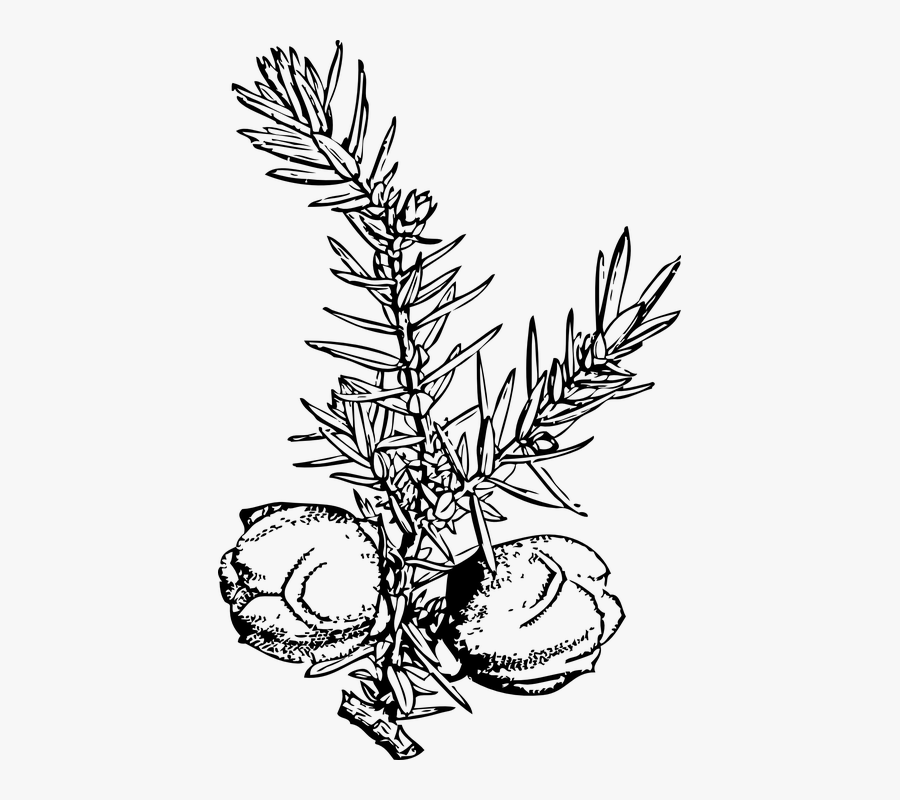 Juniper Berry Clipart, Transparent Clipart