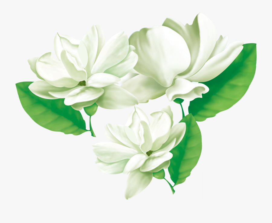 #mq #white #jasmine #flowers #flower #garden - Transparent Jasmine Flower Png, Transparent Clipart