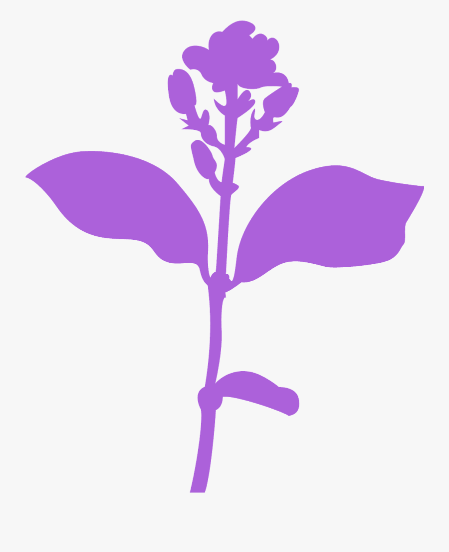 Jasmine Flower Silhouette, Transparent Clipart